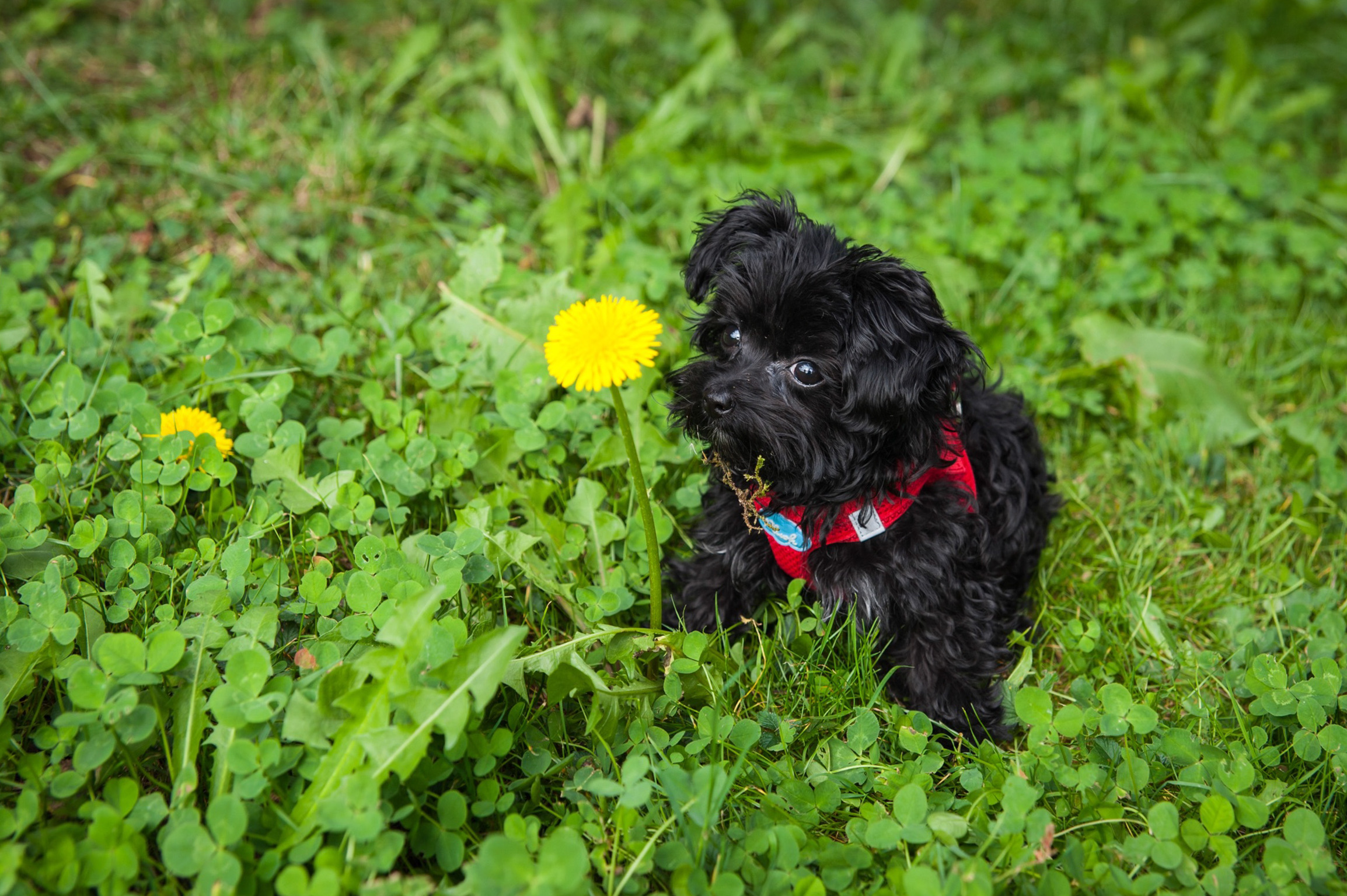 Quiero – der Hund, der den Grundstein für Fell & More gelegt hat